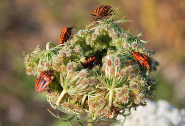 Graphosoma lineatum in sequenza